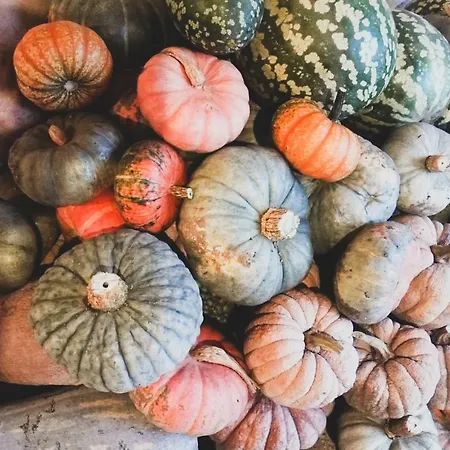 Bauernhof Fiori Di Zucca *